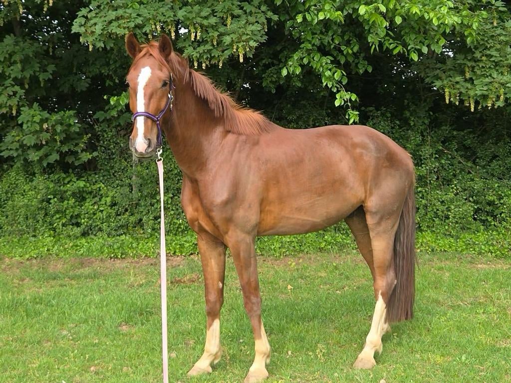 Mooie grote 4 jarige ruin, Dieren en Toebehoren, Paarden, Met stamboom, Ruin, Dressuurpaard, Onbeleerd