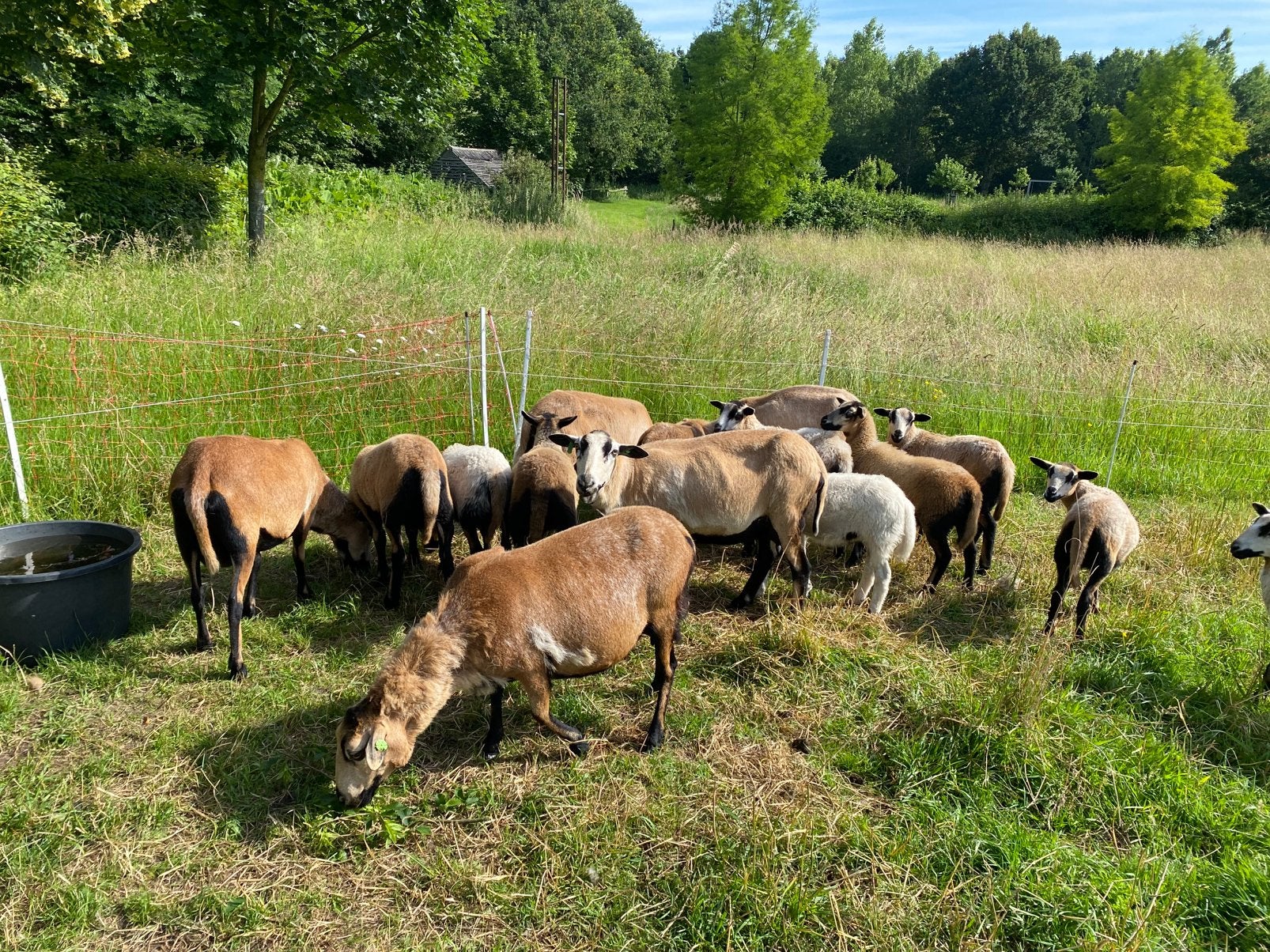 Kudde Maasduinenschapen zwoegervrij, Vrouwelijk, Schaap