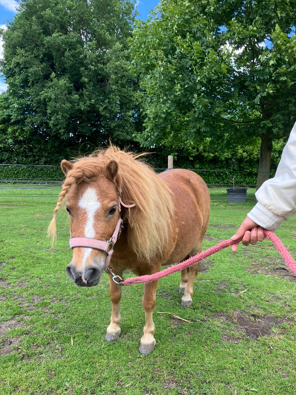 Lieve 6jarige shetland vosmerrie, Dieren en Toebehoren, Pony's, Merrie, A pony (tot 1.17m), 3 tot 6 jaar, Recreatiepony