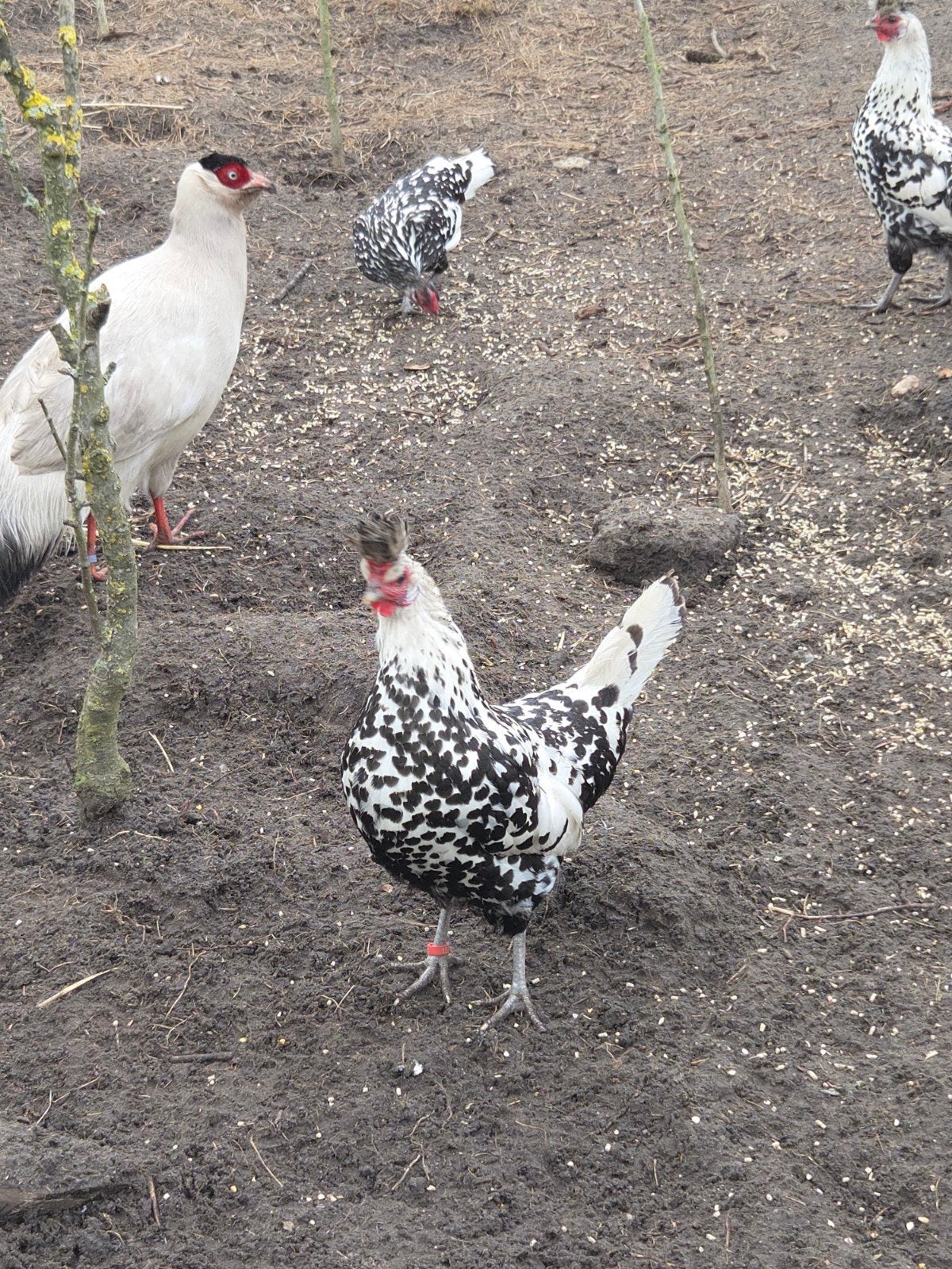 Appenzeller Spitskuif kippen:, Meerdere dieren, Kip