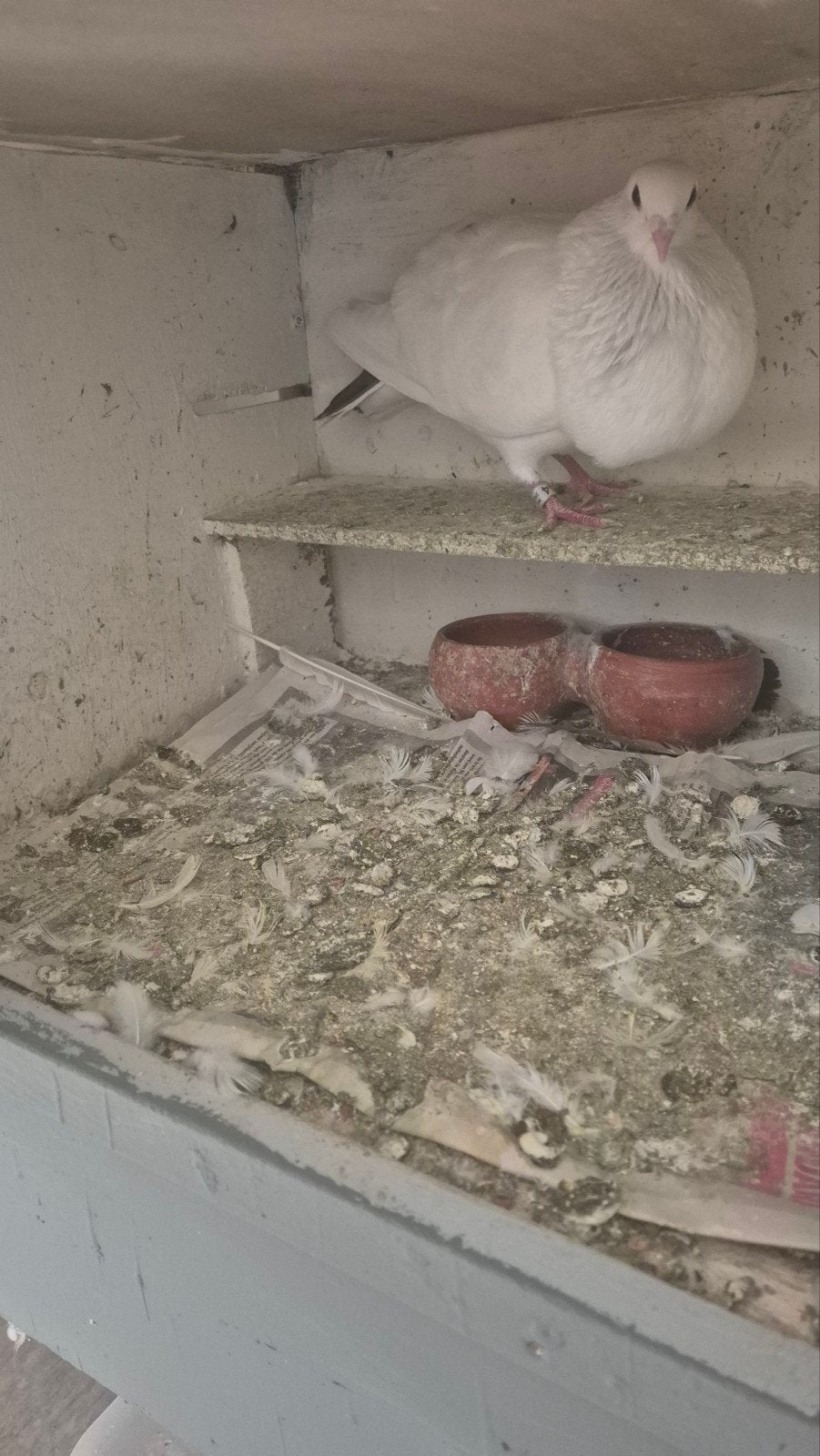 Leuk bast aard duif, Dieren en Toebehoren, Vogels | Duiven, Vrouwelijk, Kropper