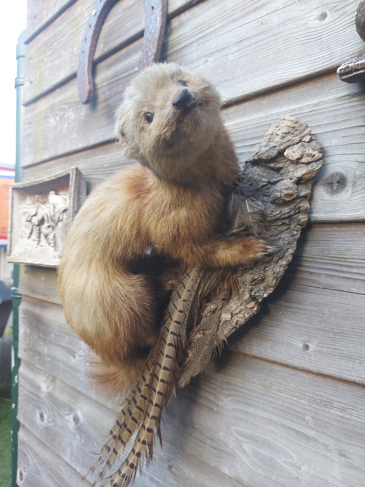 Opgezette dieren, Verzamelen, Dierenverzamelingen, Ophalen of Verzenden, Opgezet dier