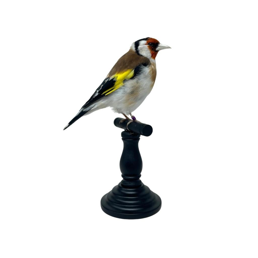 Te koop: Diverse opgezette vogels, Ophalen of Verzenden, Nieuw, Vogel, Opgezet dier