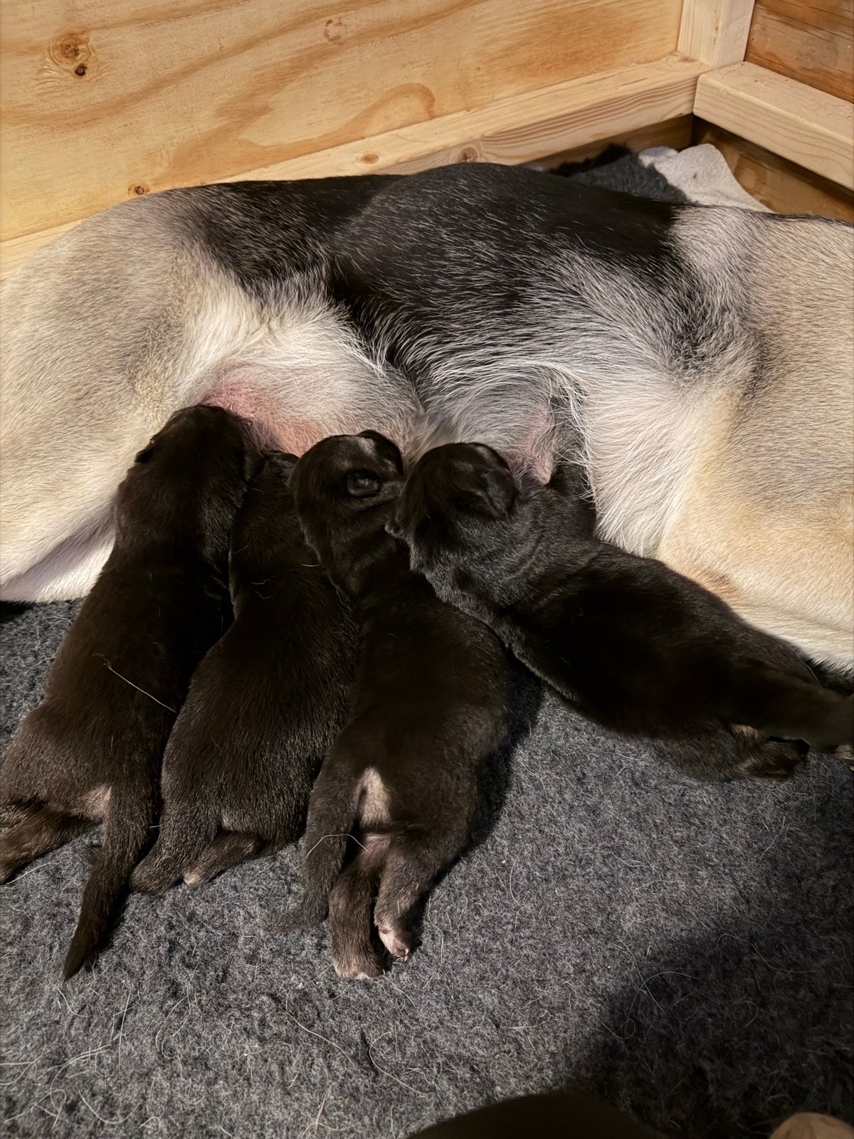 Mooie Oost Europese herder (VEO) pups te koop, 8 tot 15 weken, Meerdere, Meerdere dieren, Herder