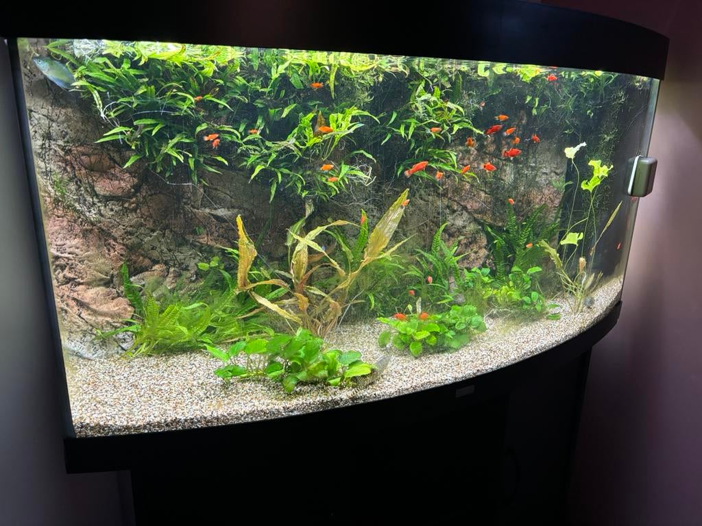 Juwel vision 260L met helialux spectrum 1200, Dieren en Toebehoren, Vissen | Aquaria en Toebehoren, Ophalen, Gebruikt, Inclusief deksel