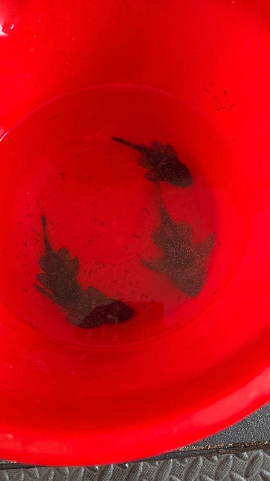 L181 pleco MANNEN, Dieren en Toebehoren, Vis, Zoetwatervis