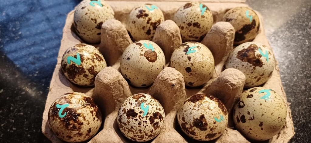 Broedeieren japanse kwartels, Dieren en Toebehoren, Pluimvee, Vrouwelijk, Overige soorten