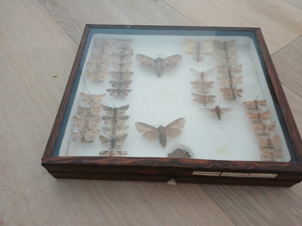 Vlinderverzameling in houten vitrine, Verzamelen, Ophalen, Gebruikt, Insect, Opgezet dier