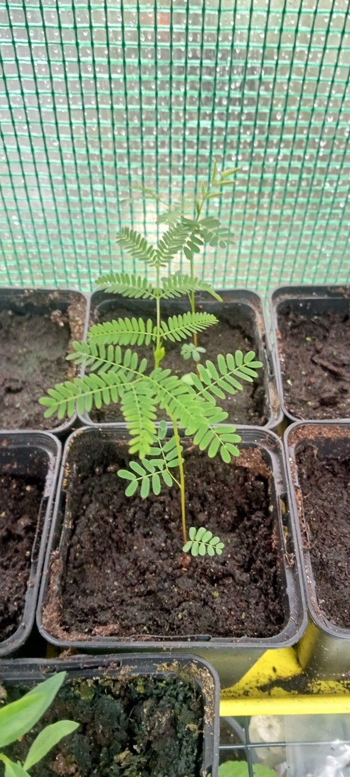 Desmanthus illinoensis - Prairie Mimosa planten, Tuin en Terras, Planten | Bomen, Volle zon, Minder dan 100 cm, Zomer, Overige soorten