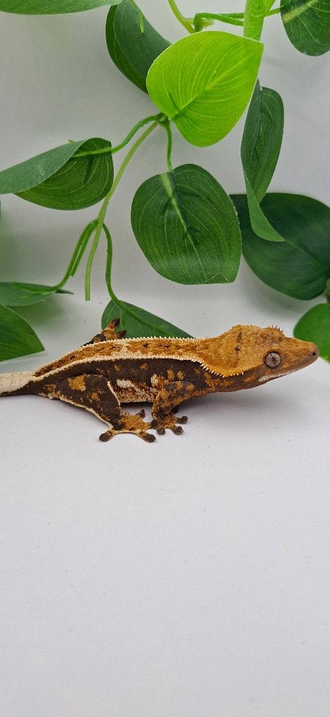 Tricolor Emptyback wimpergekko vrouw Crested Gecko photo 2