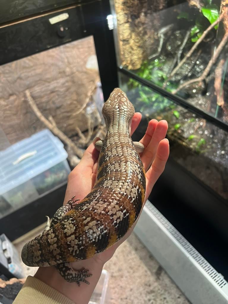 Tiliqua scincoides intermedia, australische blauwtongskink Blue Tongue Skink - unknown for sale from Mellevandop