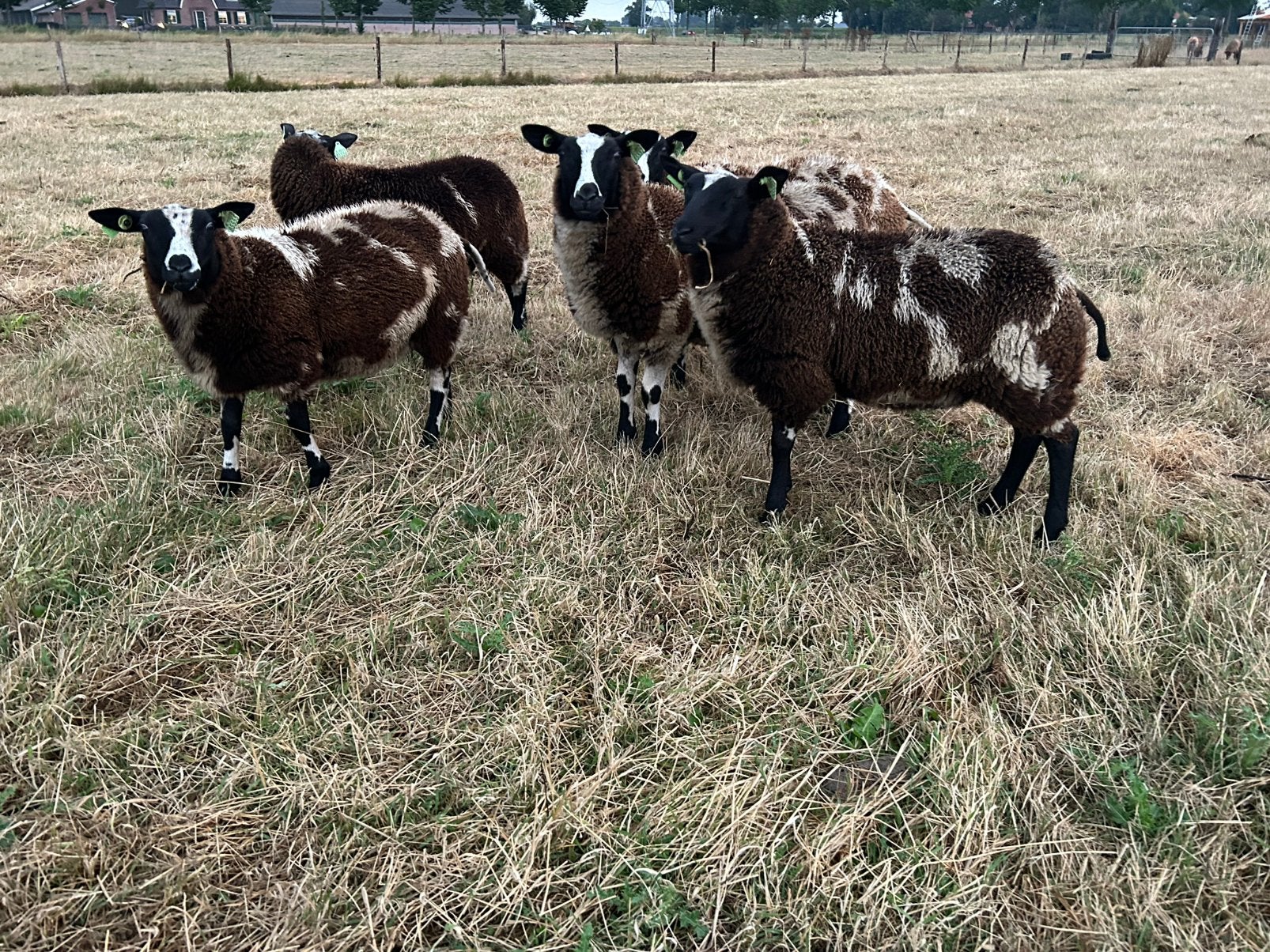 Nog paar mooie bonte ooilammeren te koop, Dieren en Toebehoren, Meerdere dieren, Schaap