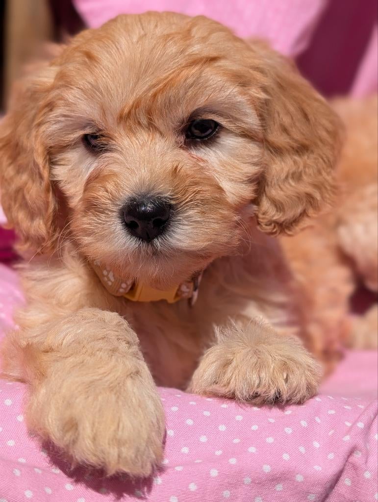 Type maltipoo pups ❤️ hypoallergeen!, Poedel, Parvo, 8 tot 15 weken, Meerdere