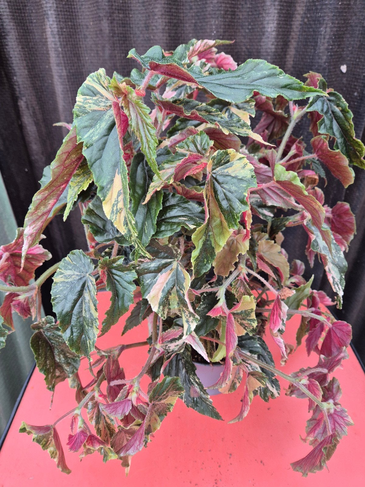 Begonia Ginny Galaxy Variegata p17 (B)