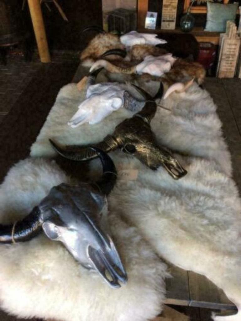 Foto 2 van Buffelschedels , Skulls , Longhorn , hoorns , bison schedels