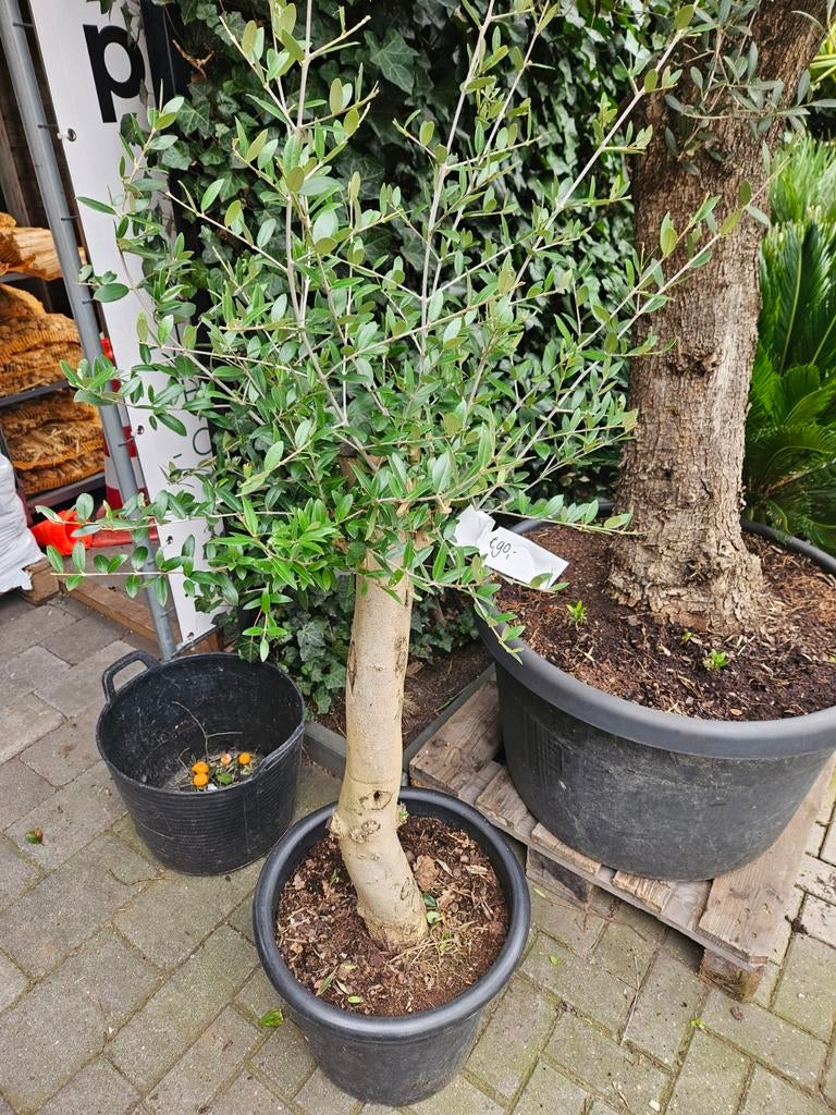 Olijfboom foto 1 en 2: 90 euro +/- 160 hoog in pot, Tuin en Terras, Planten | Bomen, 100 tot 250 cm, Olijfboom, Zomer, Ophalen