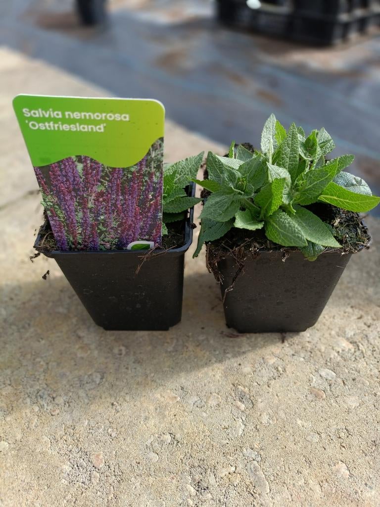 Salvia nemorosa ostfriesland, Tuin en Terras, Ophalen, Vaste plant, Overige soorten, Halfschaduw