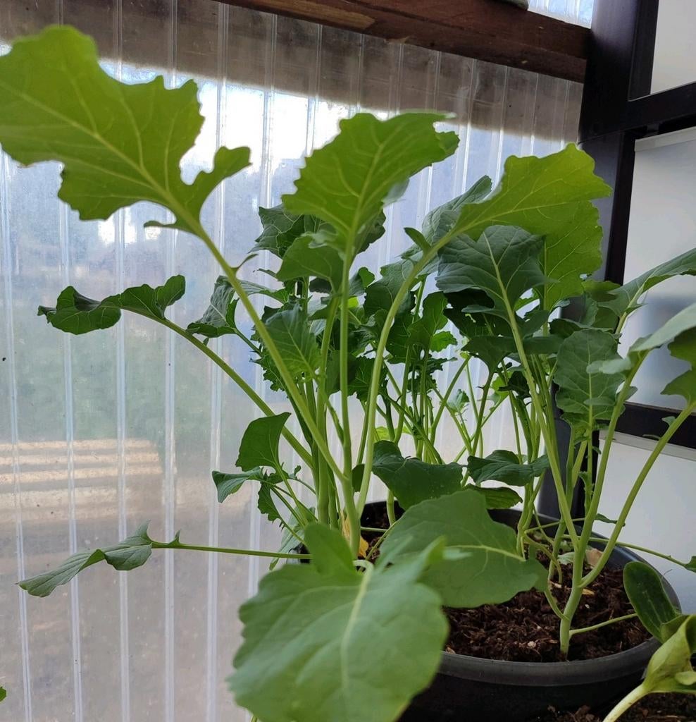 Broccoli, Paprika, Tomaat, Aubergine, Pepers, Tuin en Terras, Planten | Tuinplanten, Ophalen, Volle zon, Groenteplanten, Eenjarig