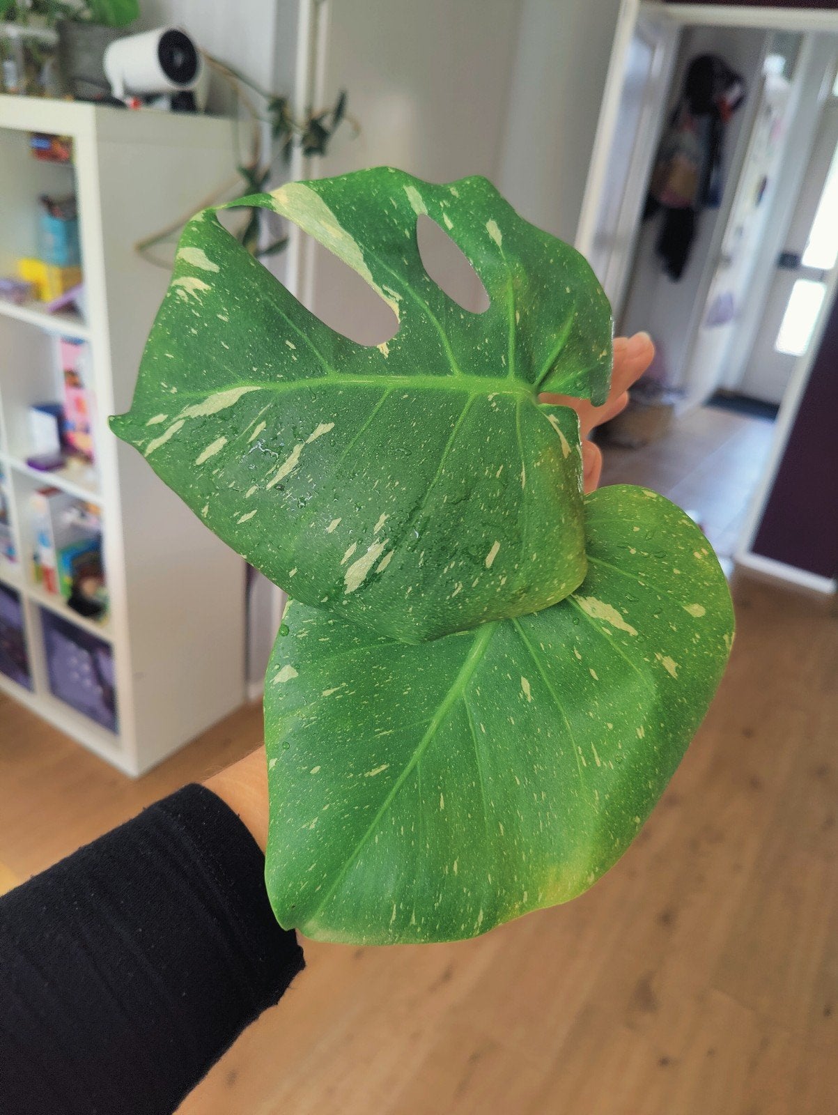 Monstera Thai constellation kneusje stek, Huis en Inrichting, Kamerplanten, Ophalen, Halfschaduw, Minder dan 100 cm