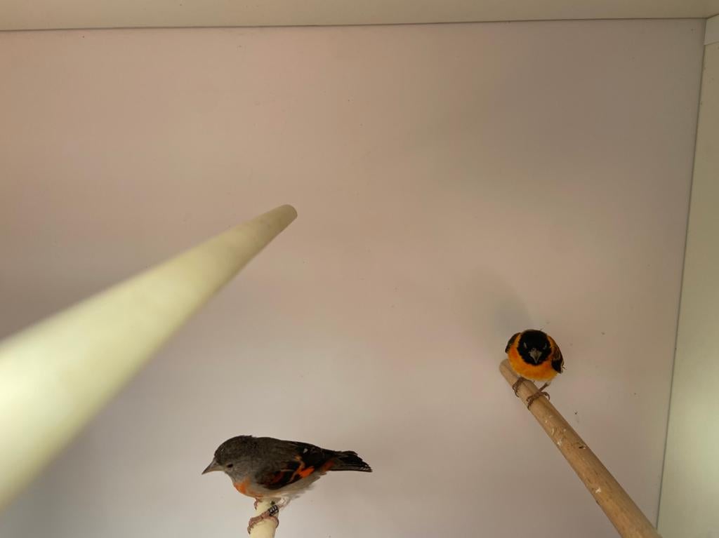 Mooi koppel kapoestensijzen 2025, Dieren en Toebehoren, Vogels | Overige Vogels, Meerdere dieren