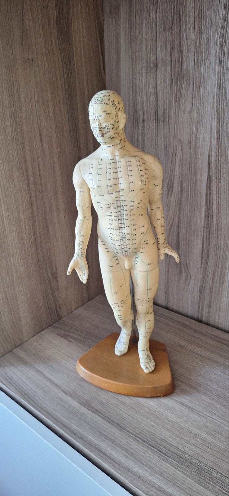Acupunctuurmodel Menselijk Lichaam - Anatomie, Ophalen of Verzenden, Gebruikt, Mens