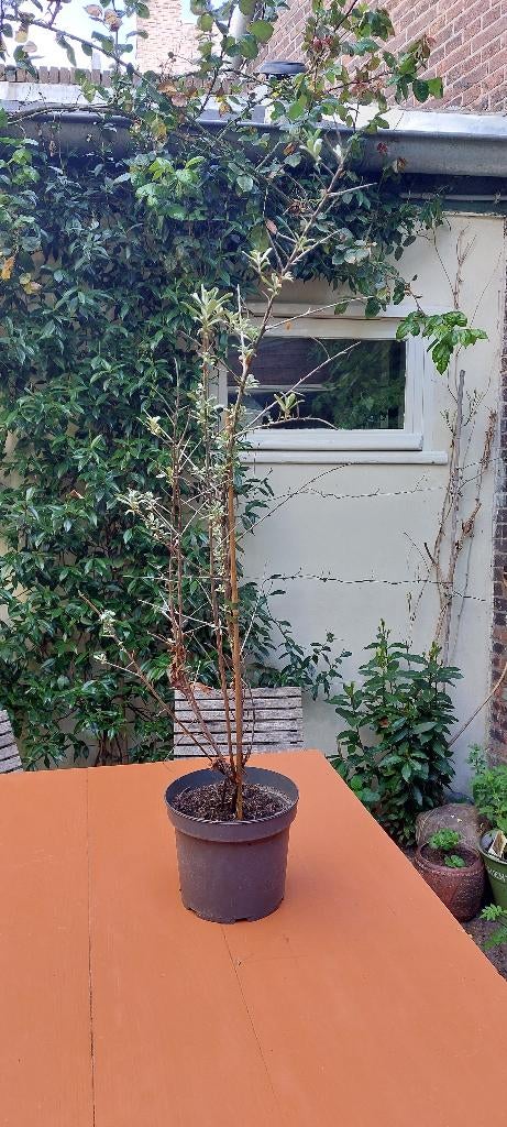 Plant, Ophalen, Overige soorten, Volle zon