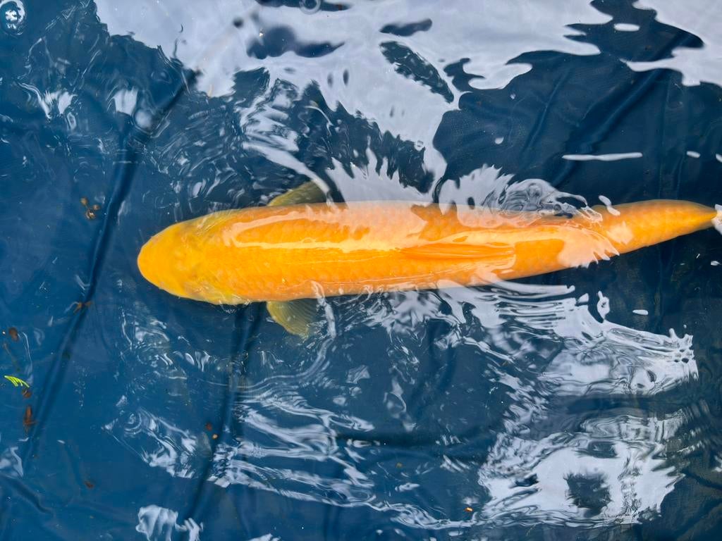 Albino graskarper, Karper of Koi