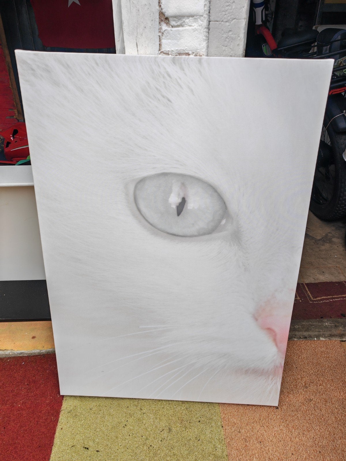 Canvas schilderij: Witte kat met indringende blik, 50 – 75, Ophalen of Verzenden, Zo goed als nieuw, Foto of Poster