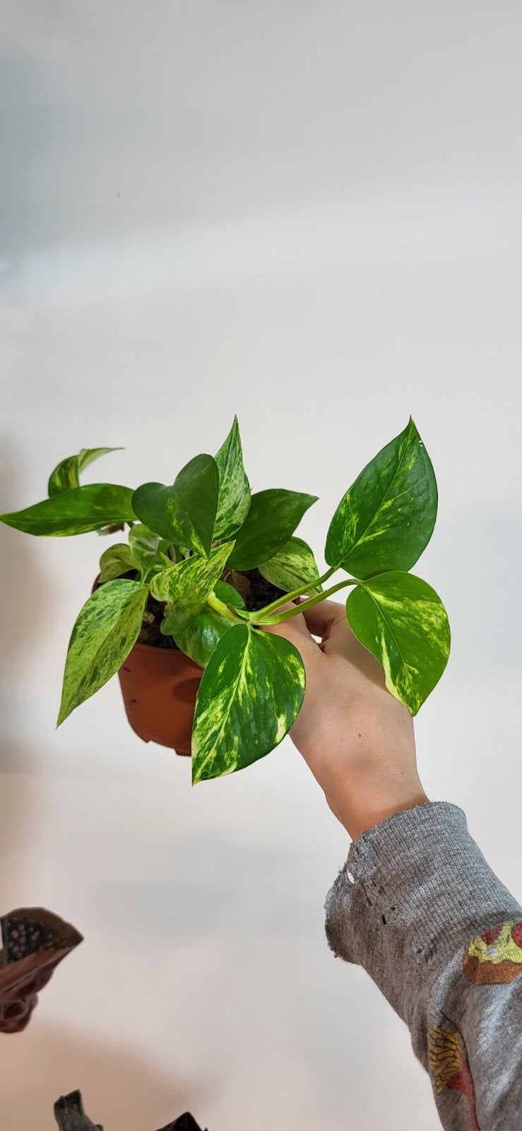 Epipremnum golden pothos en marble queen, Huis en Inrichting, Kamerplanten, Ophalen of Verzenden, Halfschaduw, Minder dan 100 cm