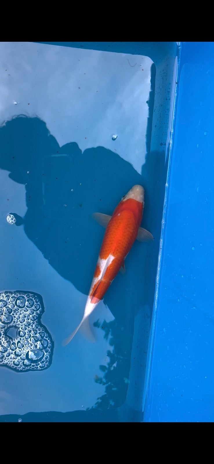 Kohaku koi karper, Dieren en Toebehoren, Karper of Koi