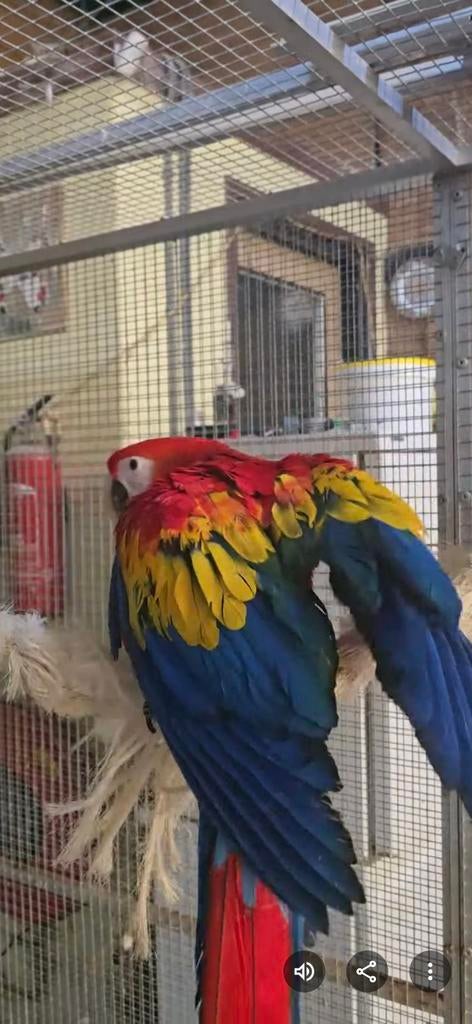 Te koop of te ruil. Jong koppel geelvleugel Ara 's, Meerdere dieren, Papegaai, Geringd