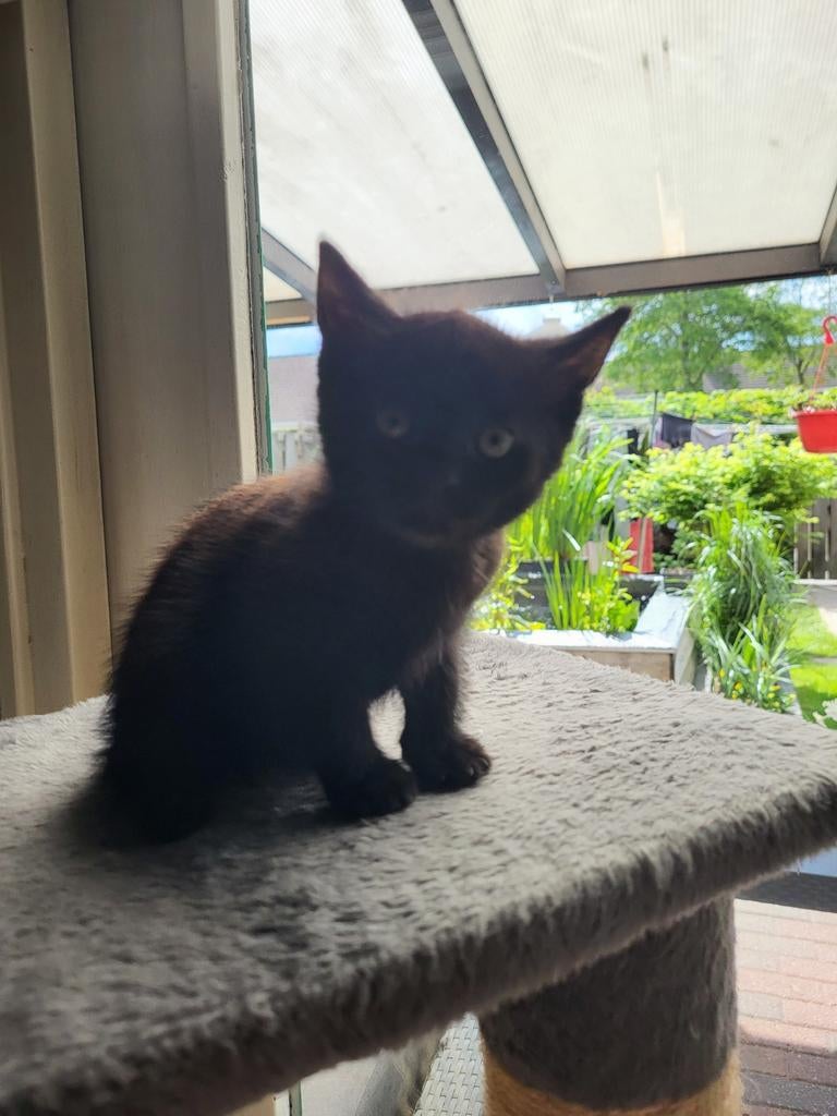 Kitten, Meerdere dieren
