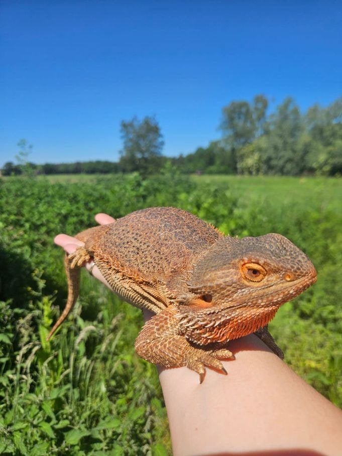 Kauw zoekt een huisje! (Baardagame), Dieren en Toebehoren, Reptielen en Amfibieën, Overige soorten, 0 tot 2 jaar