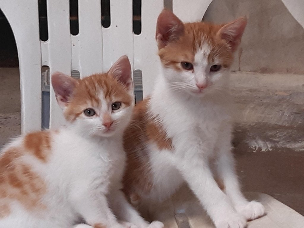 kittens, Dieren en Toebehoren, Meerdere dieren, 0 tot 2 jaar