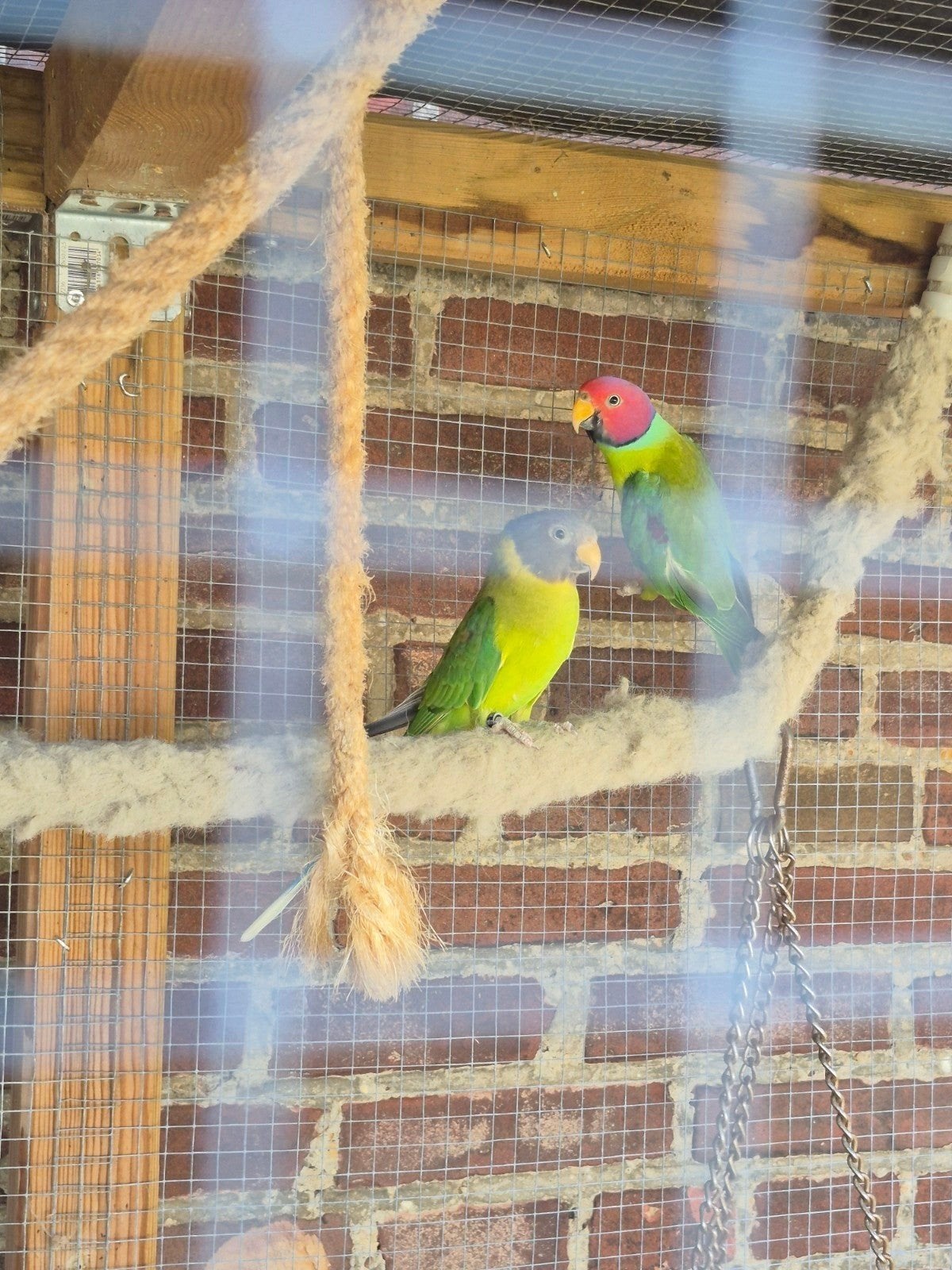 Koppel pruimkopparkiet ruilen tegen tamme vogel, Dieren en Toebehoren, Meerdere dieren, Parkiet