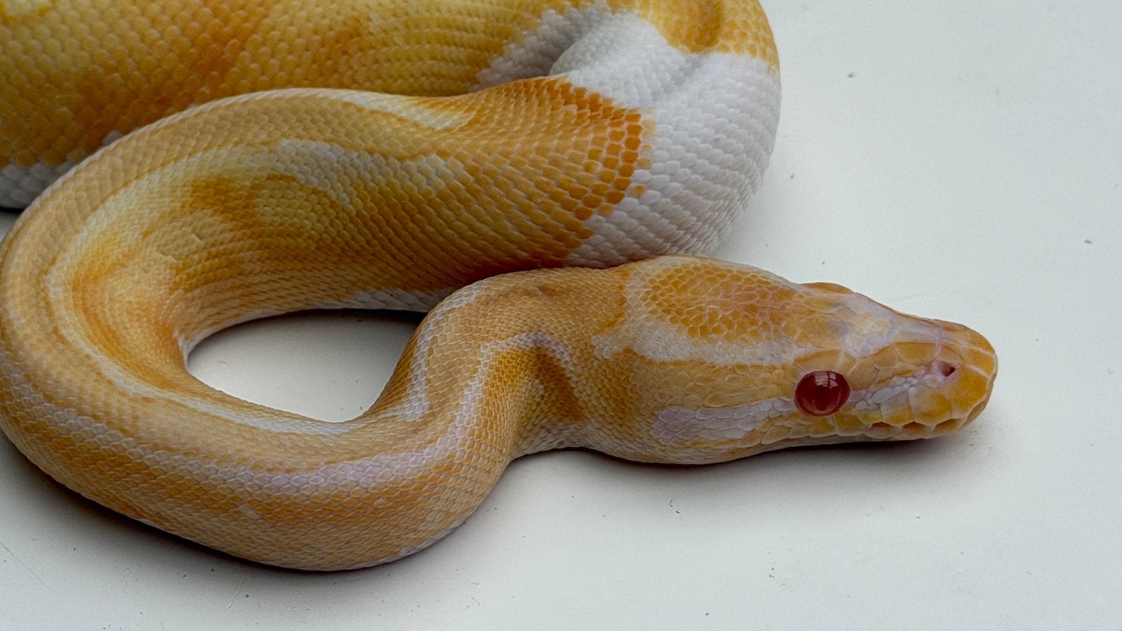 Albino pied (piebald) man van 2025 ball python Ball Python - male for sale from Morphisticated Ball Pythons