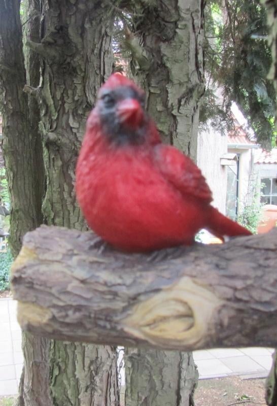 RODE KARDINAAL, Ophalen of Verzenden, Nieuw