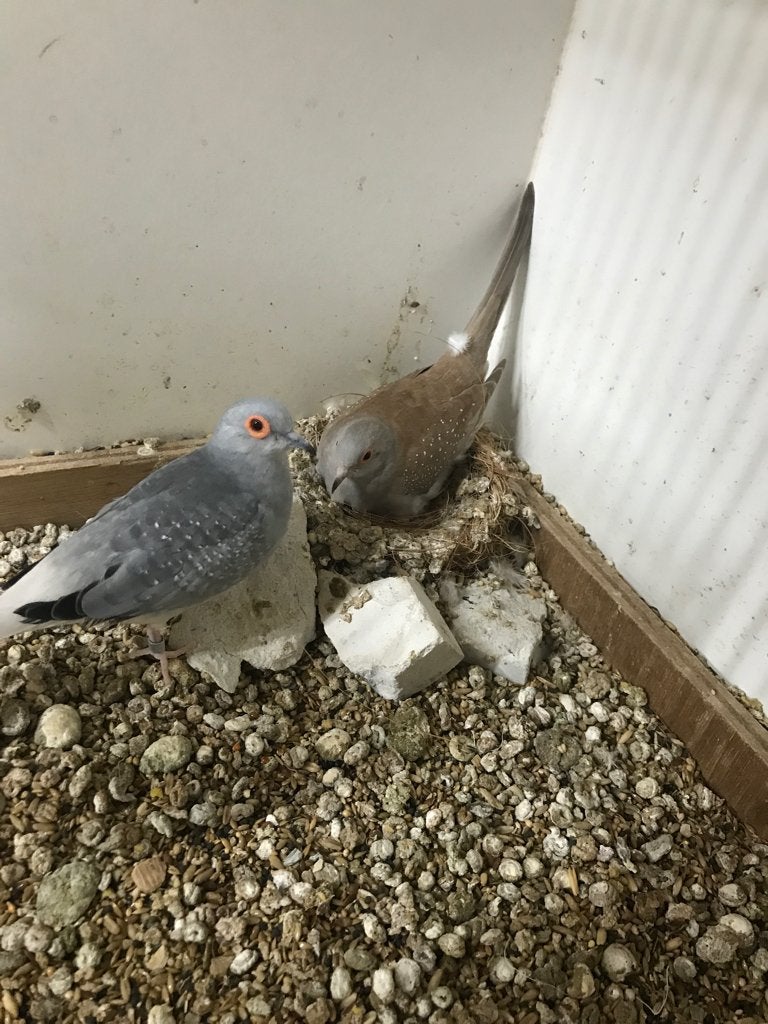 Doorleggers koppel Diamantduiven (RUILEN KAN!), Dieren en Toebehoren, Meerdere dieren, Overige soorten