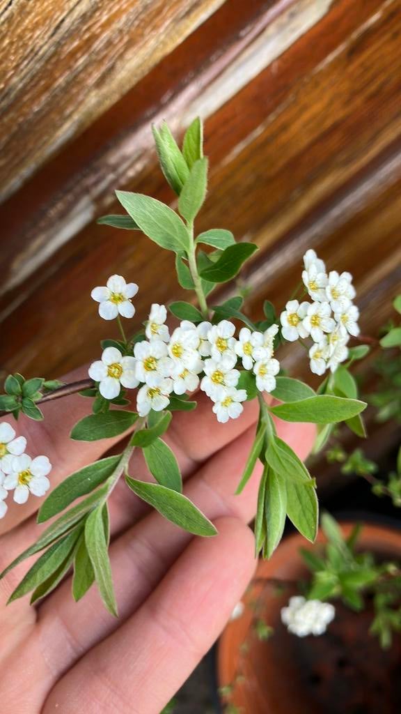 Spirea (jonge plantjes, maar vol met knoppen), Ophalen, Overige soorten, Minder dan 100 cm