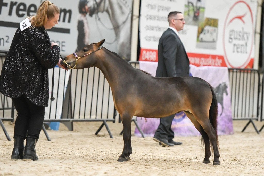 Amha/bmp merrie, Dieren en Toebehoren, Pony's, Merrie, A pony (tot 1.17m), Met stamboom, 3 tot 6 jaar