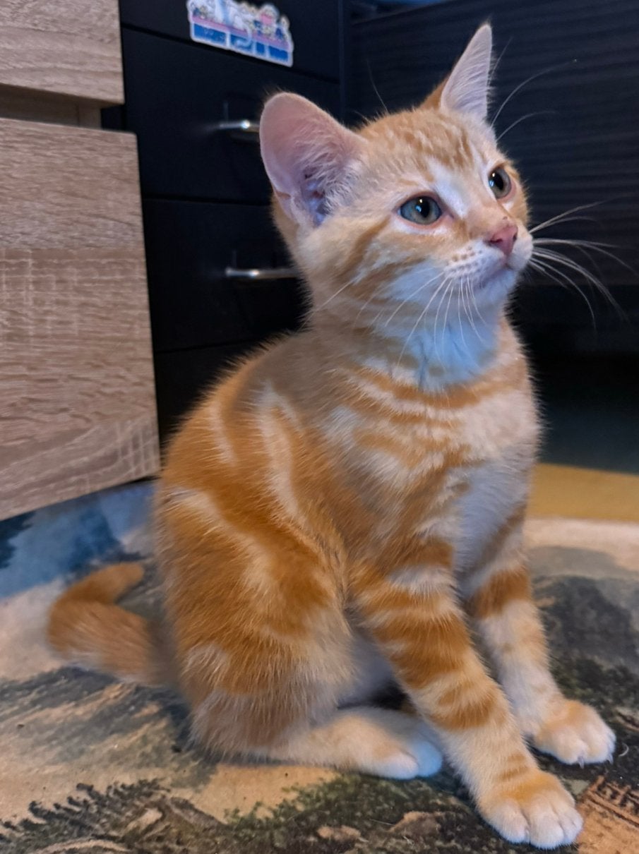 Lieve toyger kruising kittens, Dieren en Toebehoren, Meerdere dieren