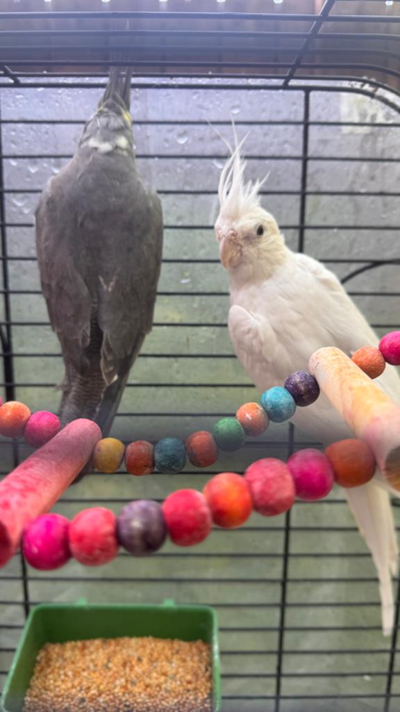 Valkparkiten, Meerdere dieren, Parkiet