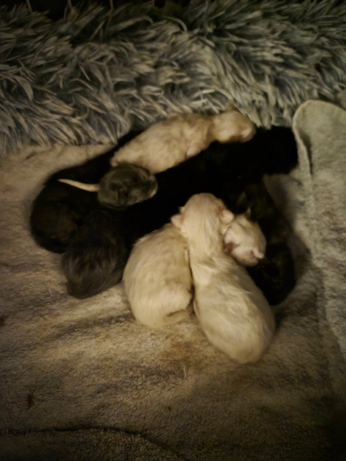 Kittens Ragdoll Britse korthaar 2 nestjes, Meerdere dieren