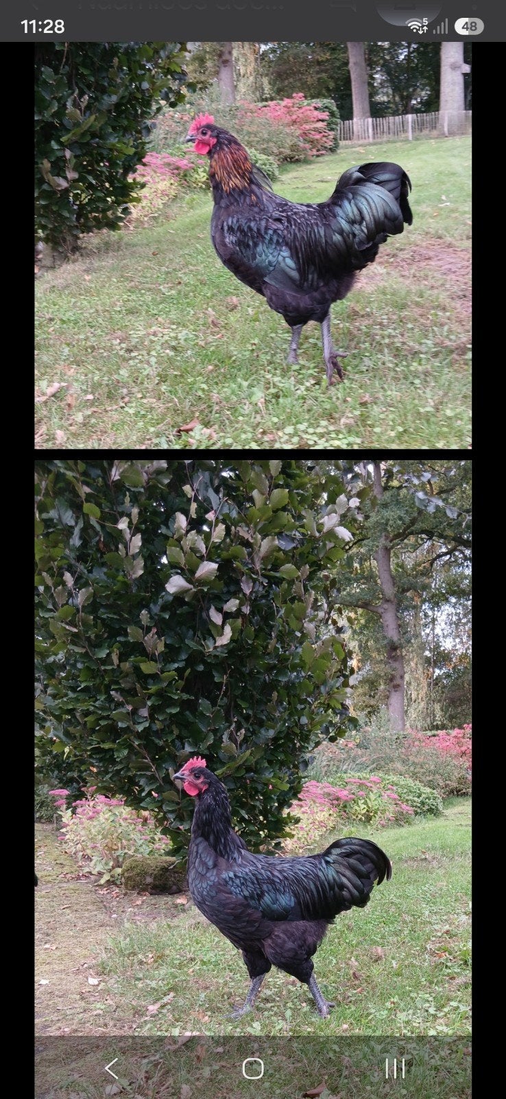Gratis: 2 mooie Australorp haantjes, Dieren en Toebehoren, Mannelijk, Kip