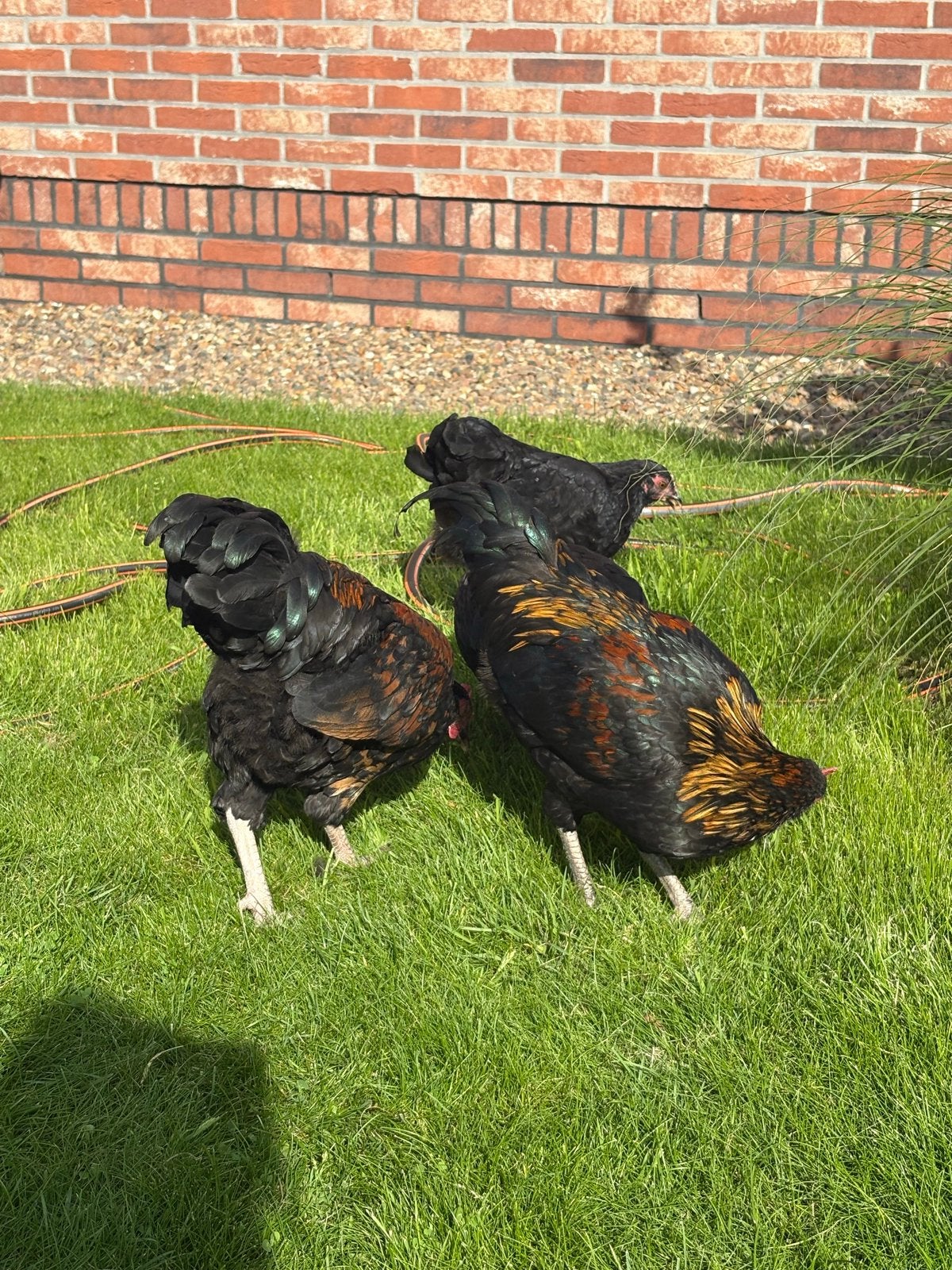 Black copper marans haantje(s), Mannelijk, Kip