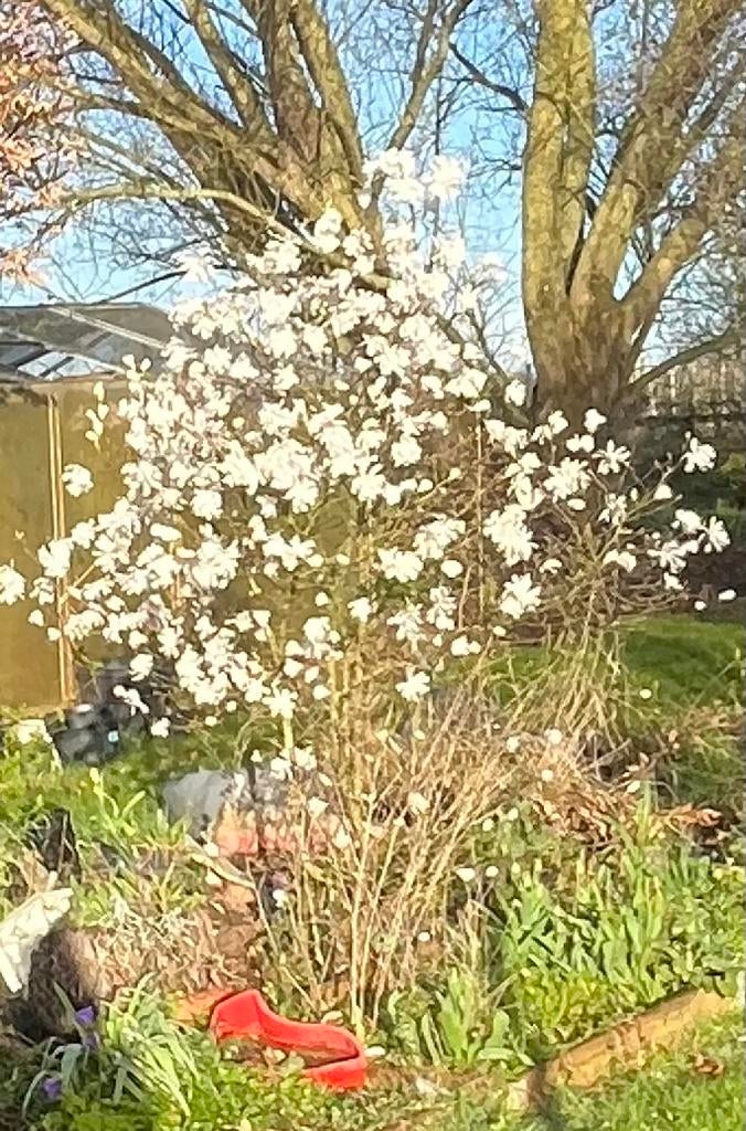 Grote Magnolia Stellata met grote kluit, Ophalen, Overige soorten, Struik, 100 tot 250 cm
