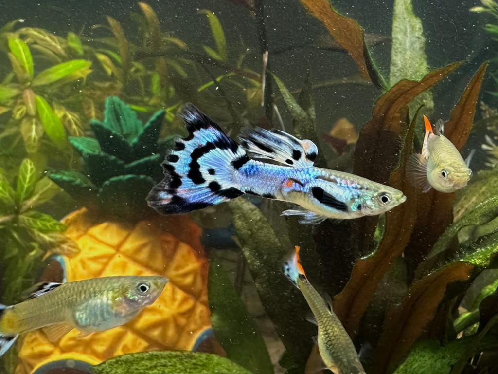 Mooie mix aan kleurrijke guppy’s, Vis