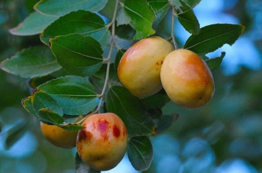 Jujube zaden (Ziziphus jujuba), Ophalen of Verzenden, Volle zon