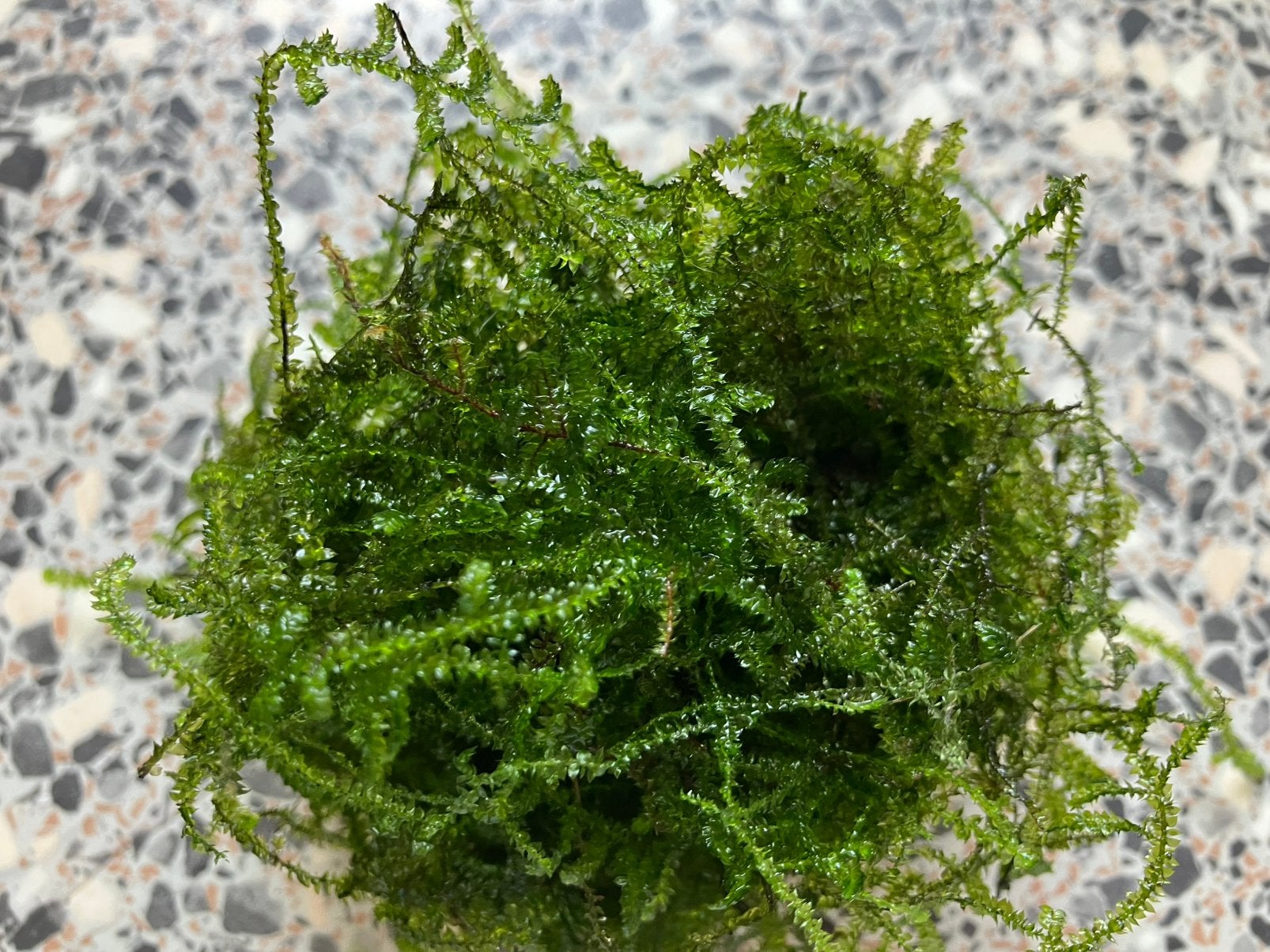 Javamos voor aquarium, Ophalen, Zo goed als nieuw, Plant(en), Steen of Hout