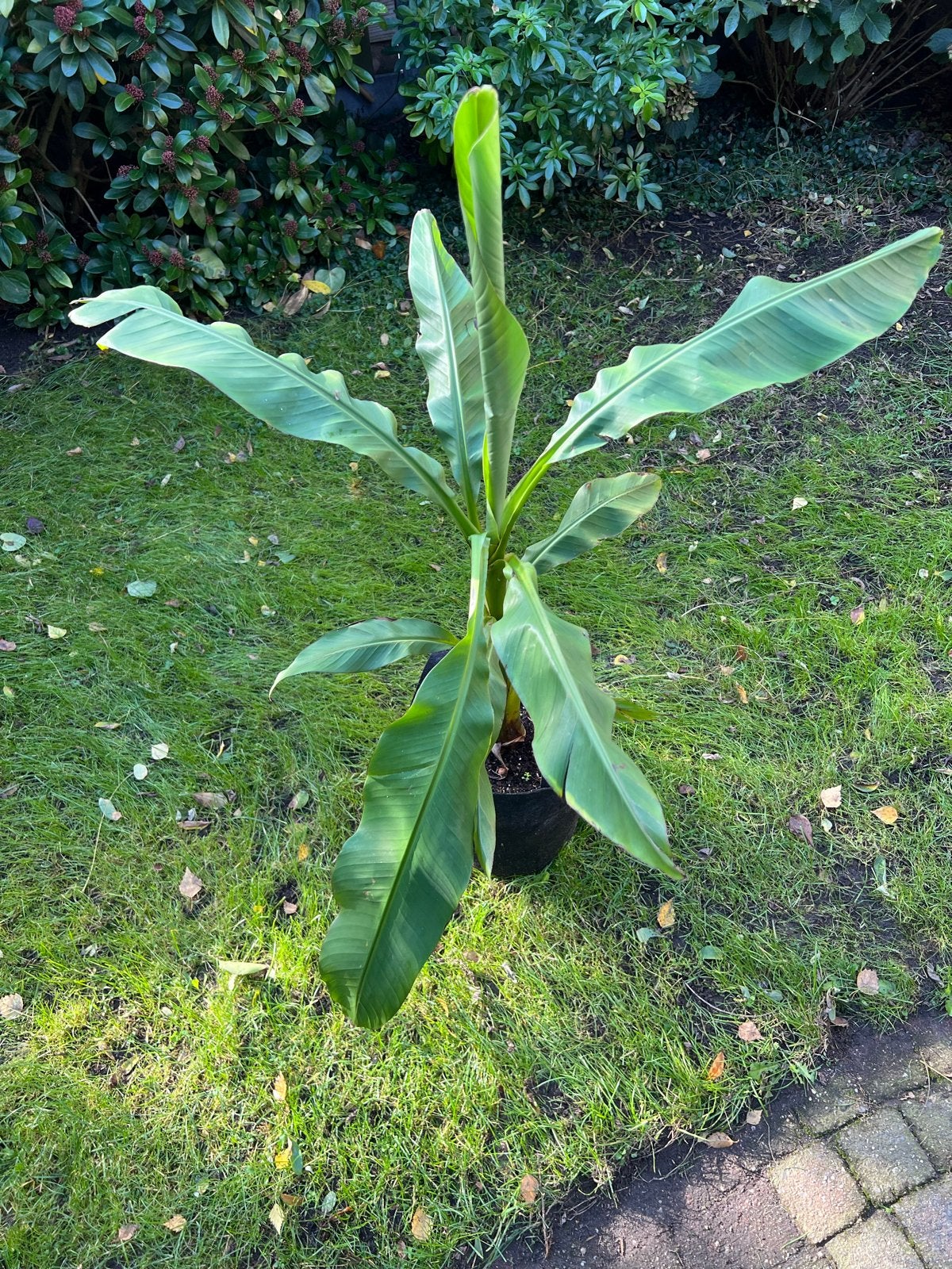 Bananenplant (Musa Basjoo) - Winterharde Exoot, Volle zon, Vaste plant, Bloeit niet, Ophalen